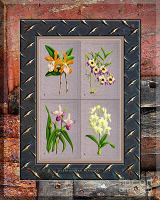 Famous Groups And Duos - Orchids Antique Quadro Weathered Plank Rusty Metal by Baptiste Posters