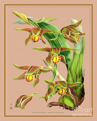 Desert Plants - Orchid Flower Orchideae Plantae Exotica by Baptiste Posters