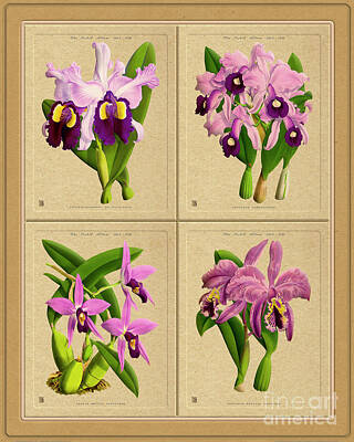 Sports Patents - Orchids Quatro Classic Collage by Baptiste Posters