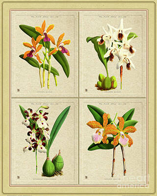 Fruit Photography - Orchids Quatro Classic Collage by Baptiste Posters