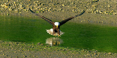 Parisian Bistro - A Bald Eagle catches a fish by Gary Langley