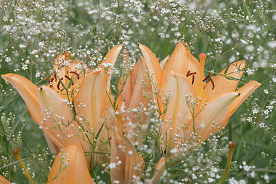 Fruit Photography - A big orange tiger lily in summer surrounded by babys breath by Stefan Rotter