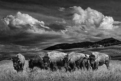 Randall Nyhof Royalty-Free and Rights-Managed Images - A Black and White Photograph of a Herd of American Buffalo Bison grazing in Yellowstone by Randall Nyhof