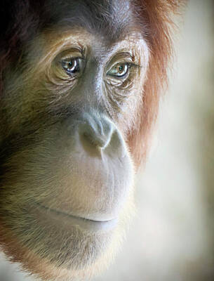 Skiing And Slopes - A Close Portrait of a Young Orangutan by Derrick Neill