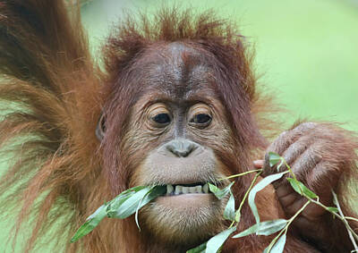 Guns Arms And Weapons - A Close Portrait of a Young Orangutan Eating Leaves by Derrick Neill