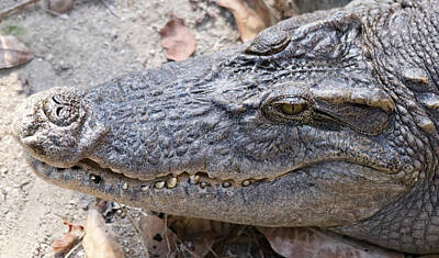 Reptiles Royalty Free Images - A Close Portrait of an Alligator Royalty-Free Image by Derrick Neill