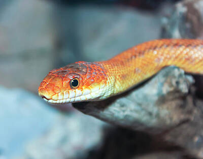 Reptiles Royalty Free Images - A Close Up of a Ground Snake Royalty-Free Image by Derrick Neill