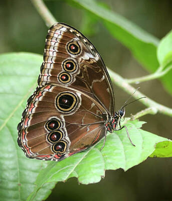 Ingredients Rights Managed Images - A Close Up of a Morpho Butterfly Royalty-Free Image by Derrick Neill