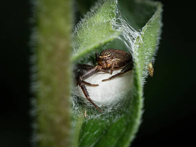 Landscapes Kadek Susanto - A female crab spider protecting her nest by Stefan Rotter