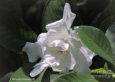 Thomas Kinkade Rights Managed Images - A Gardenia Grows In Dixie Royalty-Free Image by Tami Quigley