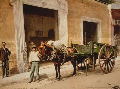 Beer Paintings - A mule from Havana c.1900 Vintage photochrome postcard reprint 2 by Celestial Images