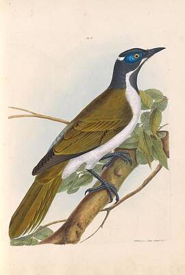 Animals Royalty-Free and Rights-Managed Images - A natural history of the birds of New South Wales by John William Lewin c 1822 - 18 by Celestial Images