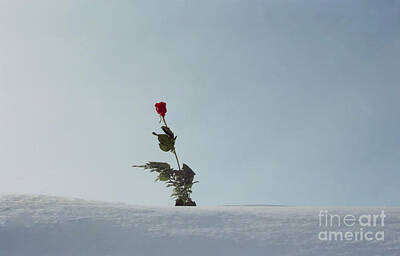 Target Eclectic Nature - A rose facing the wind of winter by Celine Bisson