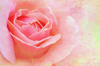Roses Photo Royalty Free Images -  A Sweetheart of a  Rose Royalty-Free Image by Regina Geoghan