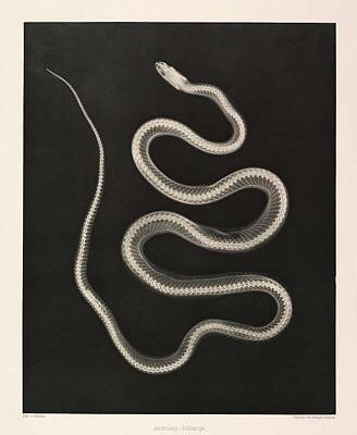 Reptiles Paintings - Aesculapian Snake Josef Maria Eder and Eduard Valenta  1896 by Celestial Images