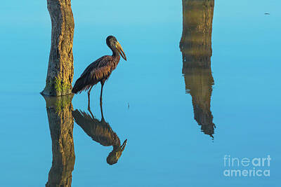 Fishing And Outdoors Plout Rights Managed Images - African openbill stork bird Royalty-Free Image by Benny Marty