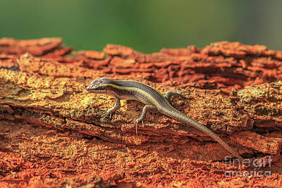 Coffee - African striped skink by Benny Marty