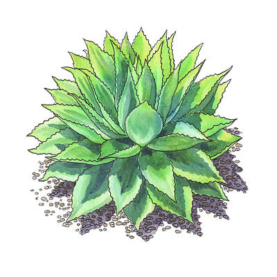 American Red Cross Posters - Agave Ovatifolia Whale Tongue Agave Watercolor  by Irina Sztukowski