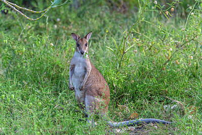 Wine Corks Royalty Free Images - Agile Wallaby 2508 Royalty-Free Image by Stephen Reid