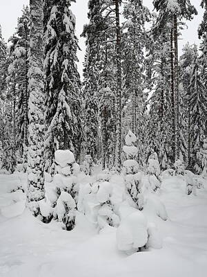 Elena Elisseeva Winter Trees Rights Managed Images - Alisenjarvi forest in winter Royalty-Free Image by Jouko Lehto