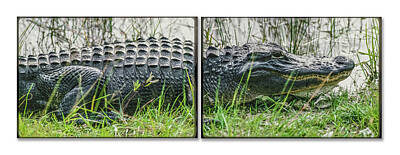 Reptiles Royalty Free Images - Alligator horizontal Royalty-Free Image by Mike Penney