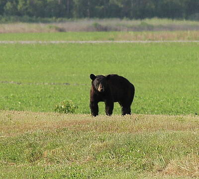 Reptiles Photos - Alligator River Bear by Cathy Lindsey