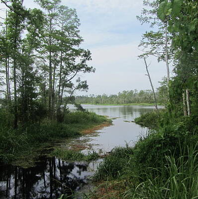 Reptiles Photos - Alligator River National Wildlife Refuge by Cathy Lindsey