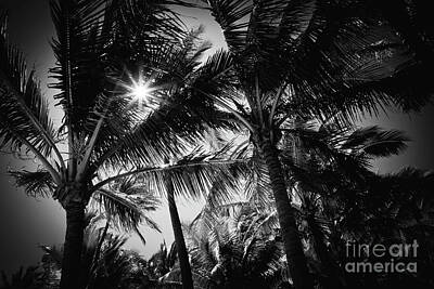 Winter Wonderland - Aloha Palms Maui by Sharon Mau