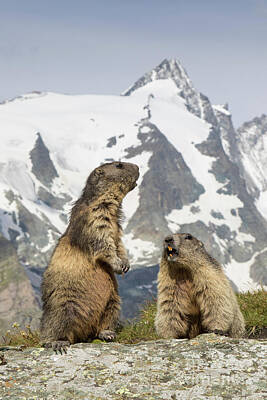 The Bunsen Burner - Alpine Marmots by Arterra Picture Library
