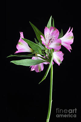 Lilies Royalty-Free and Rights-Managed Images - Alstroemeria Light Pink by John Edwards
