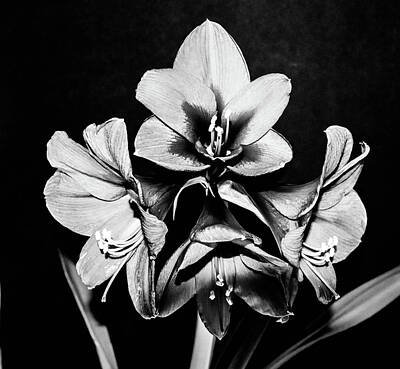World War 1 Propaganda Posters - Amaryllis Black and White Flower by Louis Dallara
