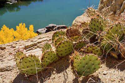 Paint Brush - Amazing Prickly Pear Cactus Above San Juan River in Autumn by Brenda Landdeck