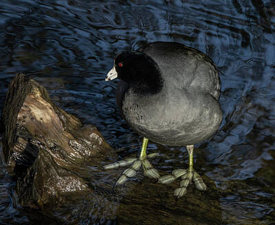 Womens Empowerment Rights Managed Images - American Coot #2 Royalty-Free Image by Elizabeth Waitinas