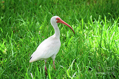 Landmarks Rights Managed Images - American White Ibis Royalty-Free Image by Anna Serebryanik