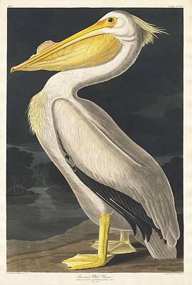 Landmarks Royalty-Free and Rights-Managed Images - American White Pelican from Birds of America  1827 by John James Audubon  1785 - 1851   etched by  by Celestial Images