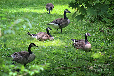 Christmas Ornaments Rights Managed Images - An Afternoon with Canada Geese Royalty-Free Image by Karen Adams