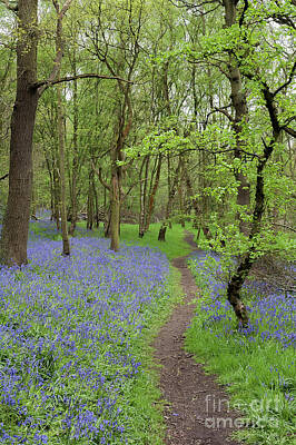 Floral Photos - An English Bluebell Wood by John Edwards