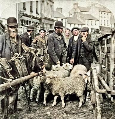 Christmas Ornaments -  An phwat ill yer give me for me sheep Killarney, Ireland, 1901 colorized by Ahmet Asar by Celestial Images