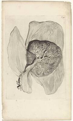 Venice Beach Bungalow - Anatomical study of the underside of the placenta, Pieter van Gunst, after Gerard de Lairesse, 1685 by Gerard de Lairesse