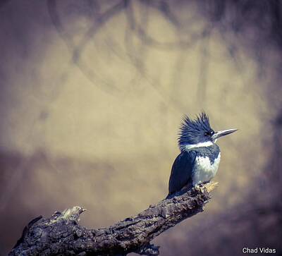 Priska Wettstein Blue Hues - Angels Pond Kingfisher by Chad Vidas