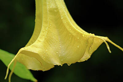 Beach House Signs - Angels Trumpet In Yellow With Raindrops by Debbie Oppermann