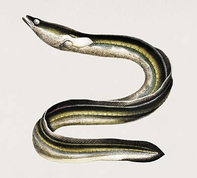 Reptiles Paintings - Anguilla anguilla illustrated by Charles Dessalines D Orbigny  1806-1876 by Celestial Images