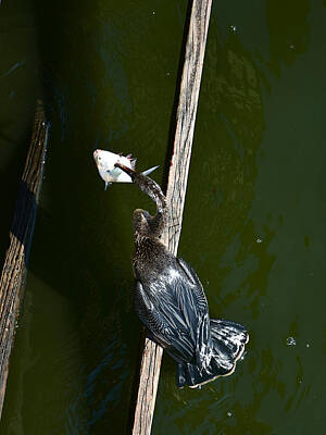 Bowling - Anhinga With A Fish 000   by Christopher Mercer