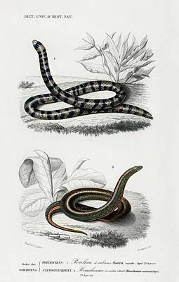 Reptiles Paintings - Anilius  Tortrix Scytale  and Slug Eater  Homalosoma arctiventris illustrated by Charles Dessalines by Celestial Images