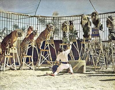 Animals Painting Royalty Free Images - Animal trainer Clyde Beatty in cage with tigers and lions, Toronto, Canada colorized by Ahmet Asar Royalty-Free Image by Celestial Images
