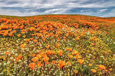 Floral Photos - Antelope Valley Spring by Peter Tellone
