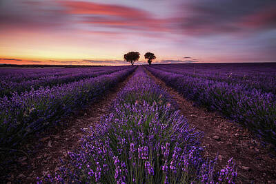 Landscapes Photos - Aromatherapy by Jorge Maia