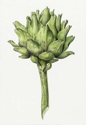 Planes And Aircraft Posters - Artichoke by Jean Bernard  1775-1883  by Celestial Images
