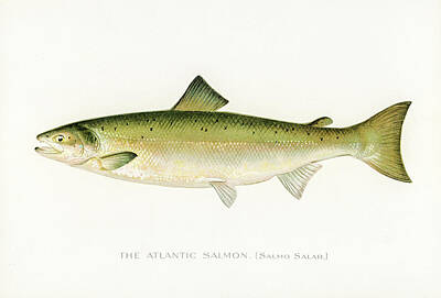 Mountain Drawings - Atlantic Salmon by David Letts