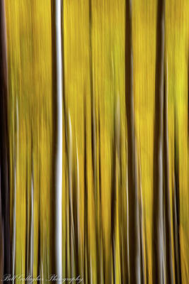 Surrealism Photo Rights Managed Images - Aspen Abstract Royalty-Free Image by Bill Gallagher